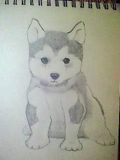 a drawing of a husky dog sitting down