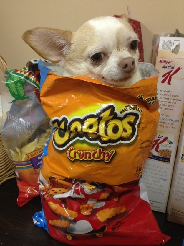 a small dog wearing an orange hoodie sitting on top of a table next to candy