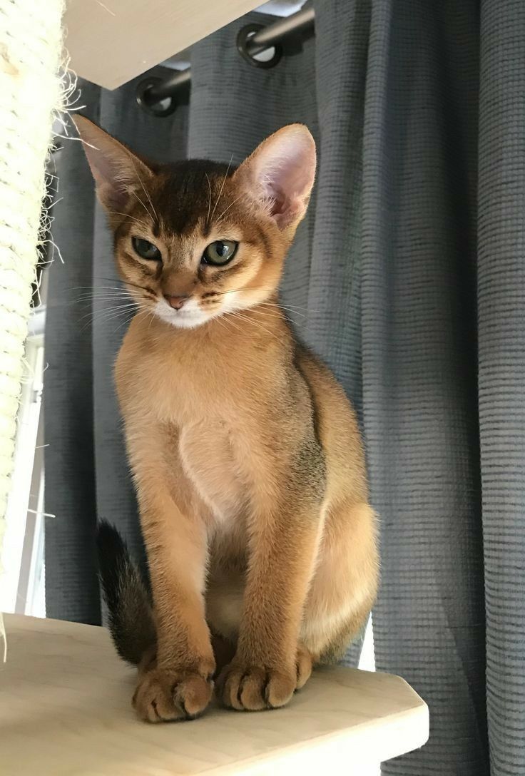 a small cat sitting on top of a wooden shelf next to a curtained window