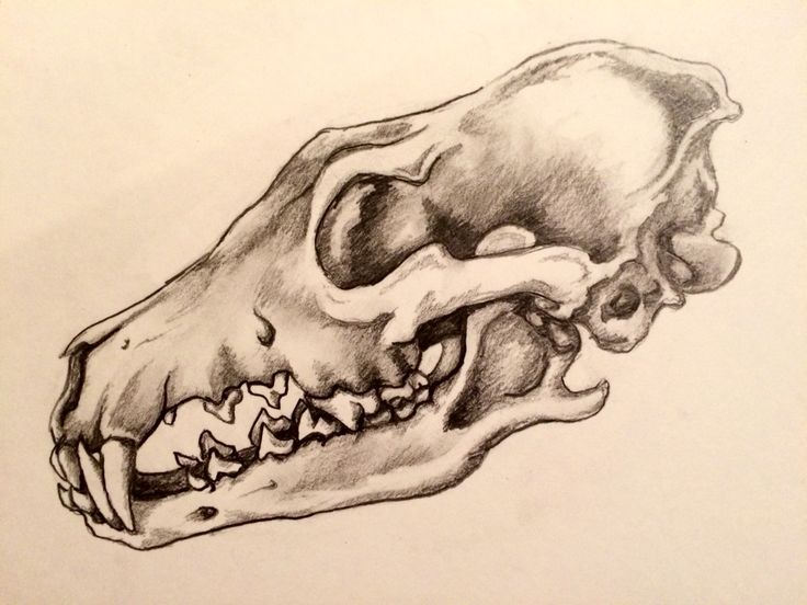 a pencil drawing of a skull with teeth