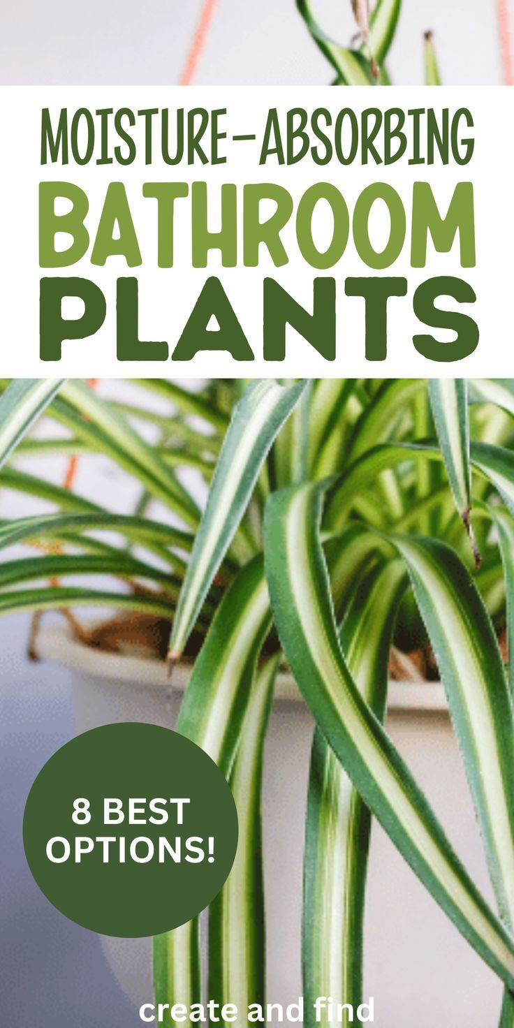 Bathroom plants that absorb moisture. Inside House Plants, Best Bathroom Plants, Indoor Plants Low Light, Air Purifying House Plants, Household Plants, Plant Care Houseplant, Inside Plants, Growing Plants Indoors, Best Indoor Plants