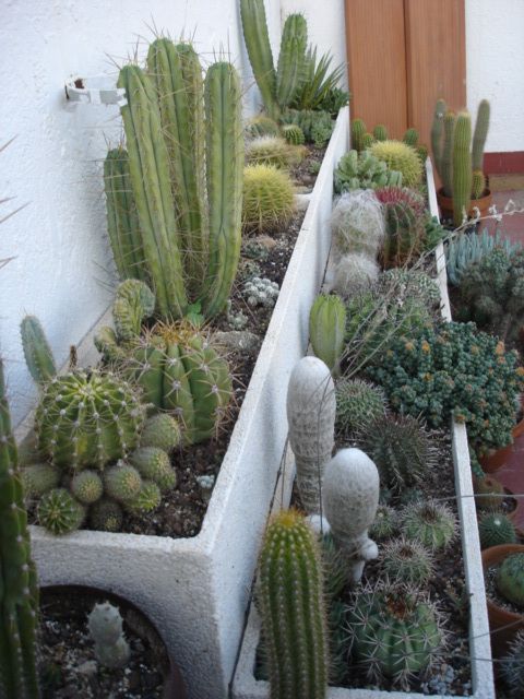 several different types of cactus in pots on the ground near a wall and door way