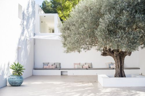 an olive tree in front of a white wall and potted plant on the ground