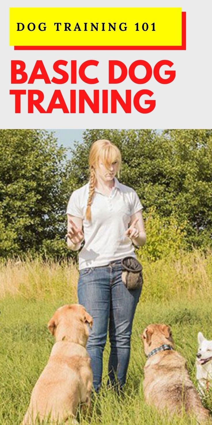 a woman standing in the grass with three dogs and text that reads, dog training 101 basic dog training