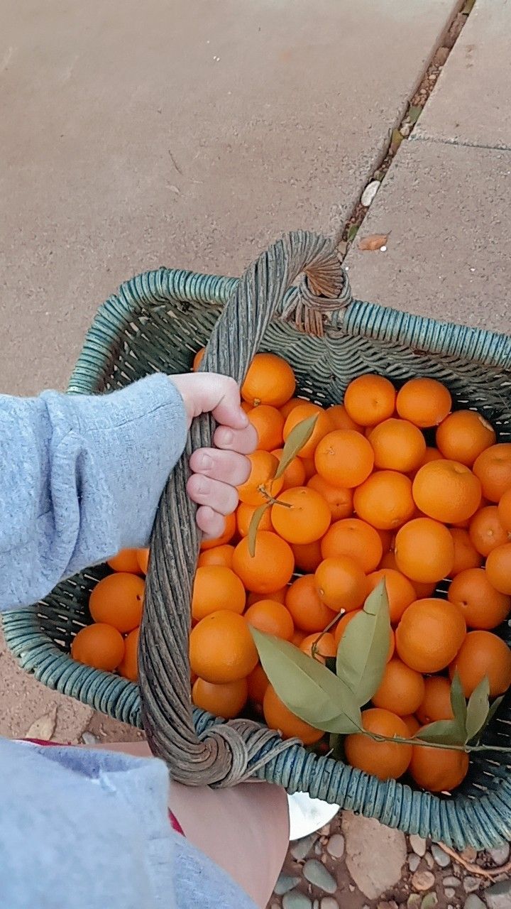 Orange aesthetic 
Cool summer day Orange Picking Aesthetic, Orange Picking, Farm Gardens, Farm Life, Aesthetic Photo, Road Trip, Collage, Orange, Pins