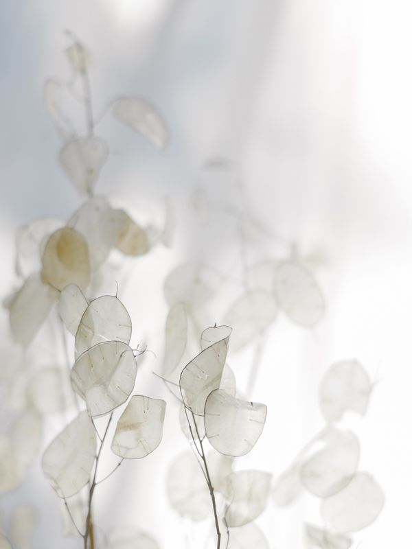 some white flowers are in a glass vase