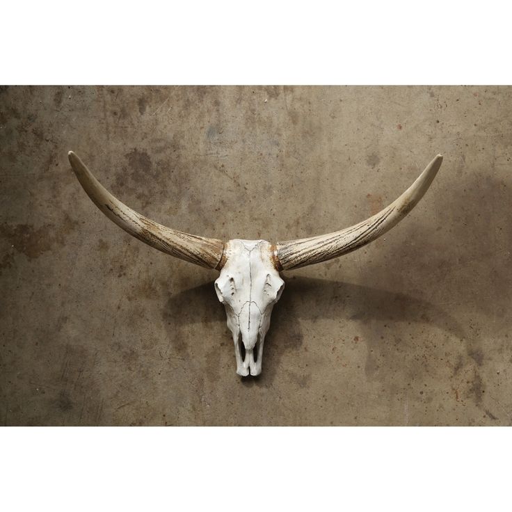 an animal's skull mounted on the side of a wall with horns hanging from it