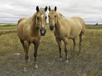 two brown horses standing next to each other on a grass covered field with clouds in the background