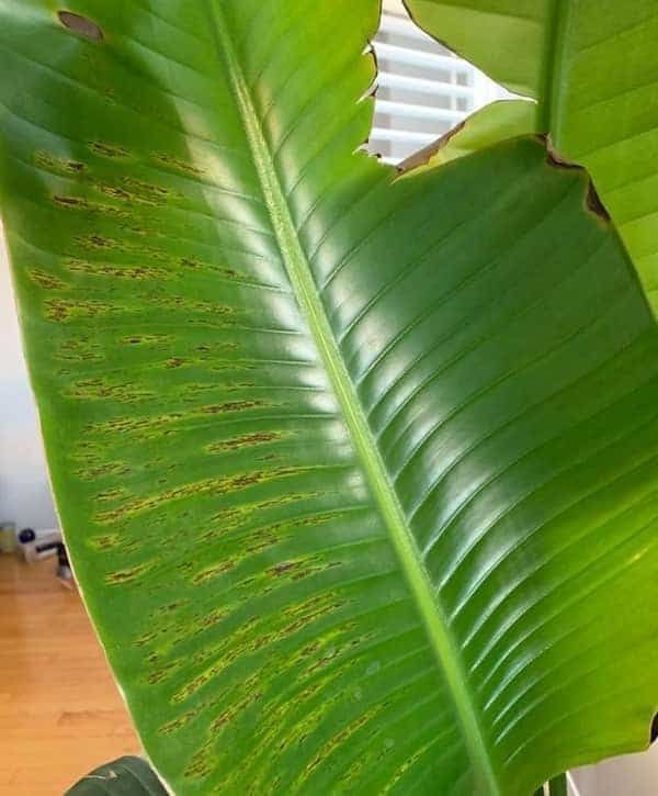 a large green plant with brown spots on it's leaves in front of a window