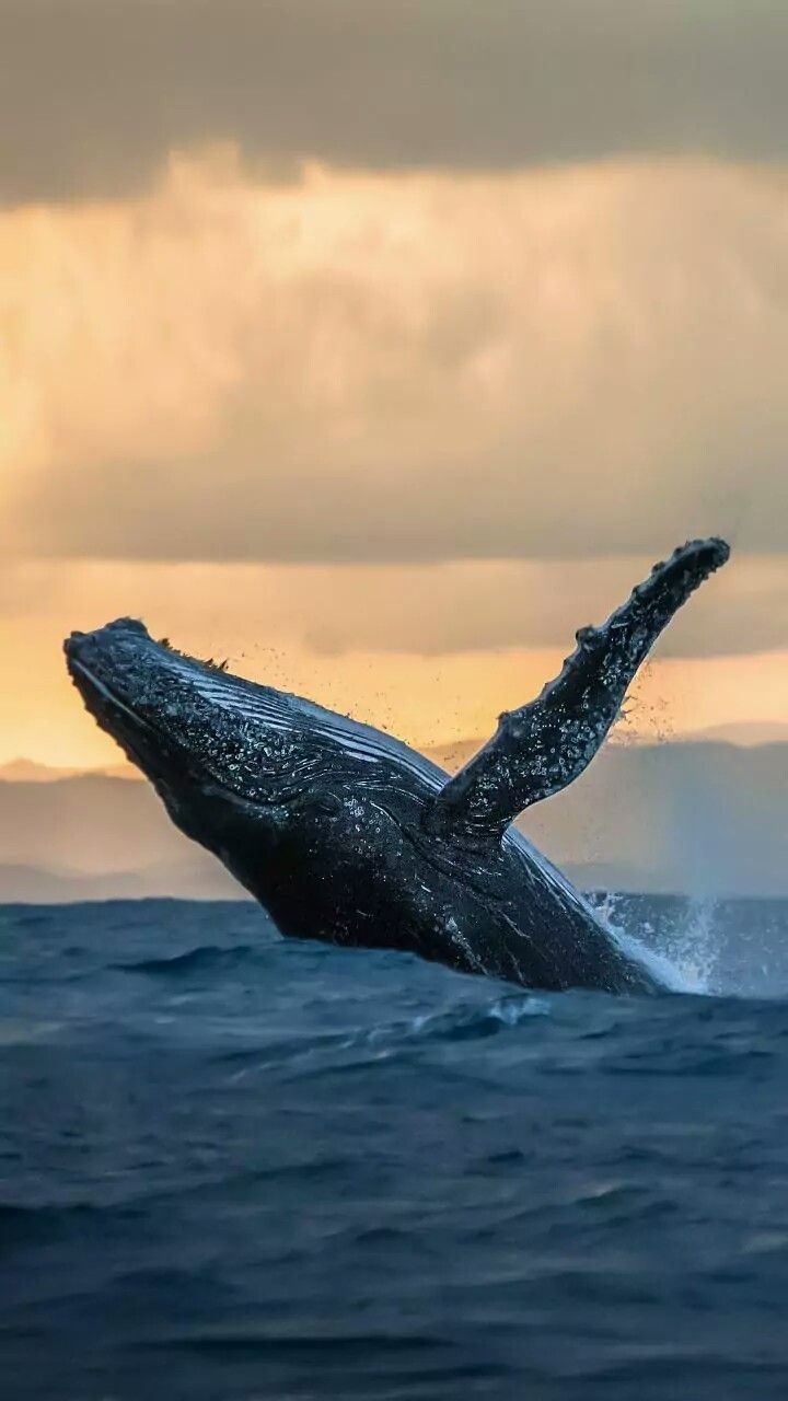 a humpback whale jumping out of the water