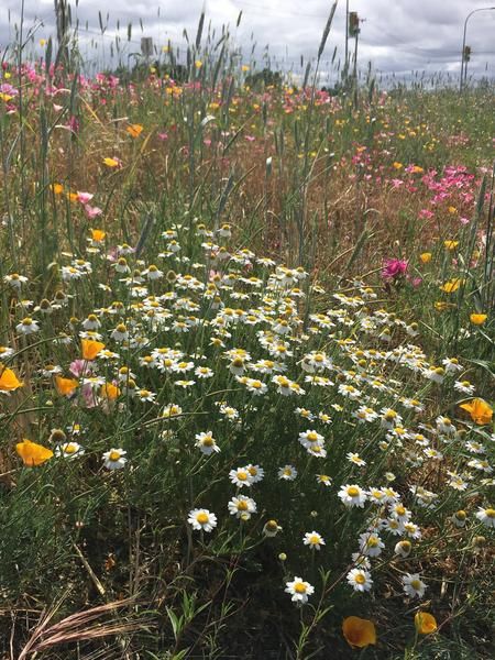 a field full of wildflowers and grasses