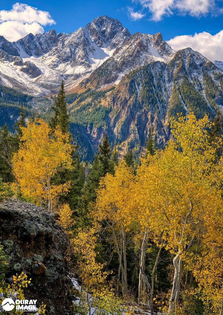 the mountains are covered in snow and yellow trees