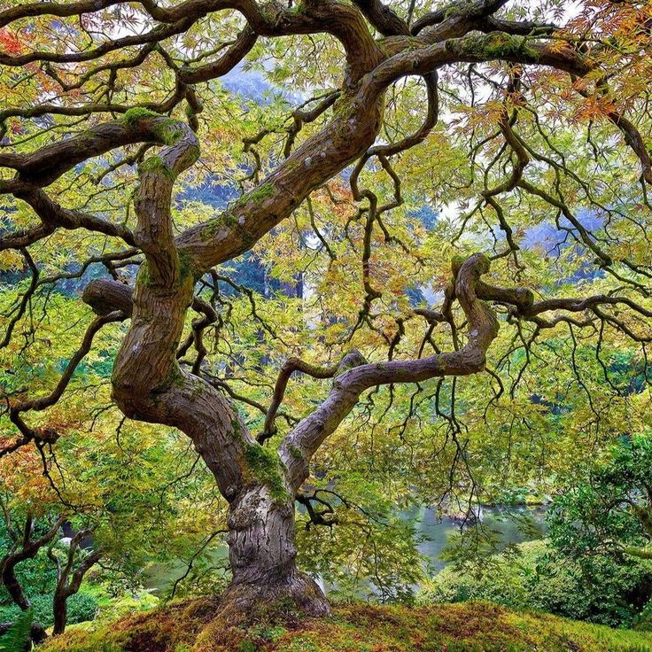 an old tree in the middle of a forest