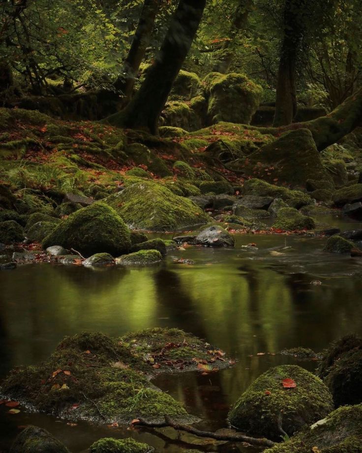 a stream running through a forest filled with lots of green moss covered rocks and trees