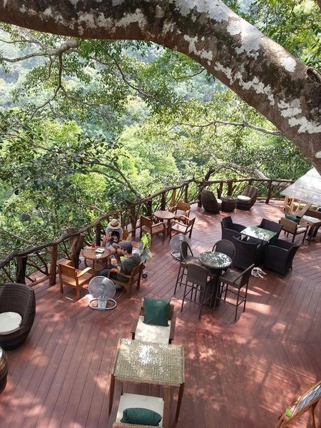 an outdoor deck with chairs, tables and umbrellas overlooking the trees in the forest