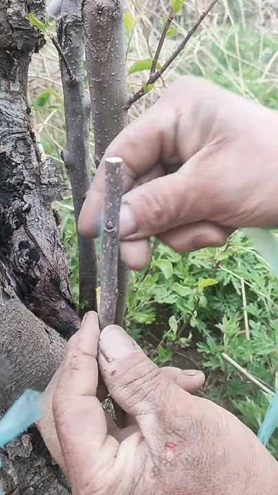 Grafting Made Simple: Master the Basics for Stronger Plants!  #garden #grafting #plants #diy Grafting Plants, Plants Diy, Plants Garden, Fruit Trees, Make It Simple, Plants