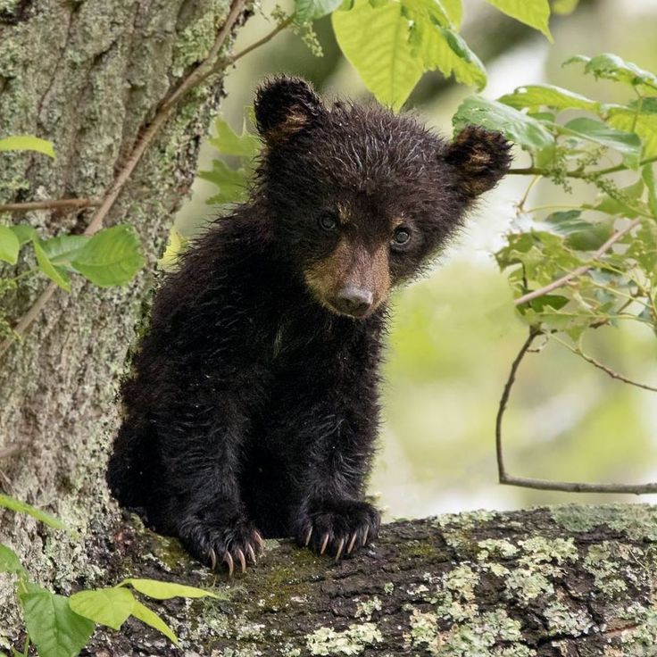 a small black bear sitting on top of a tree branch