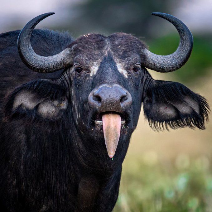 a black bull with long horns sticking its tongue out and it's mouth wide open