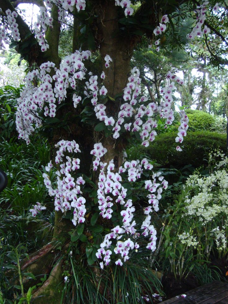 white and pink flowers growing on the side of a tree in a garden with lots of greenery