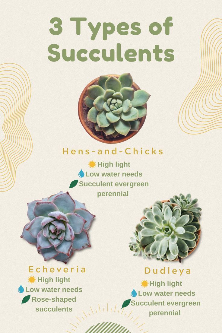 the three types of succulents are shown in this poster, and there is also