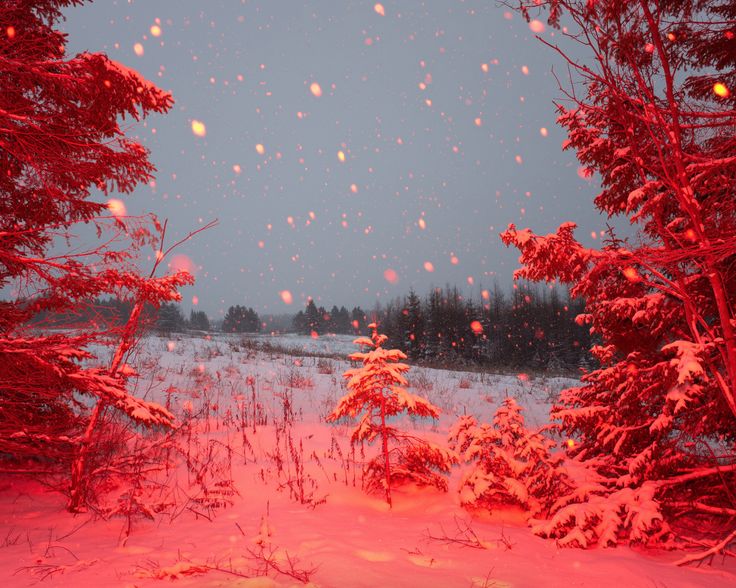 snow is falling in the air and trees are covered with red light from nearby lights