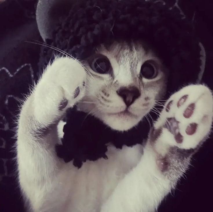 a white cat wearing a black hat and bow tie with paws on it's chest