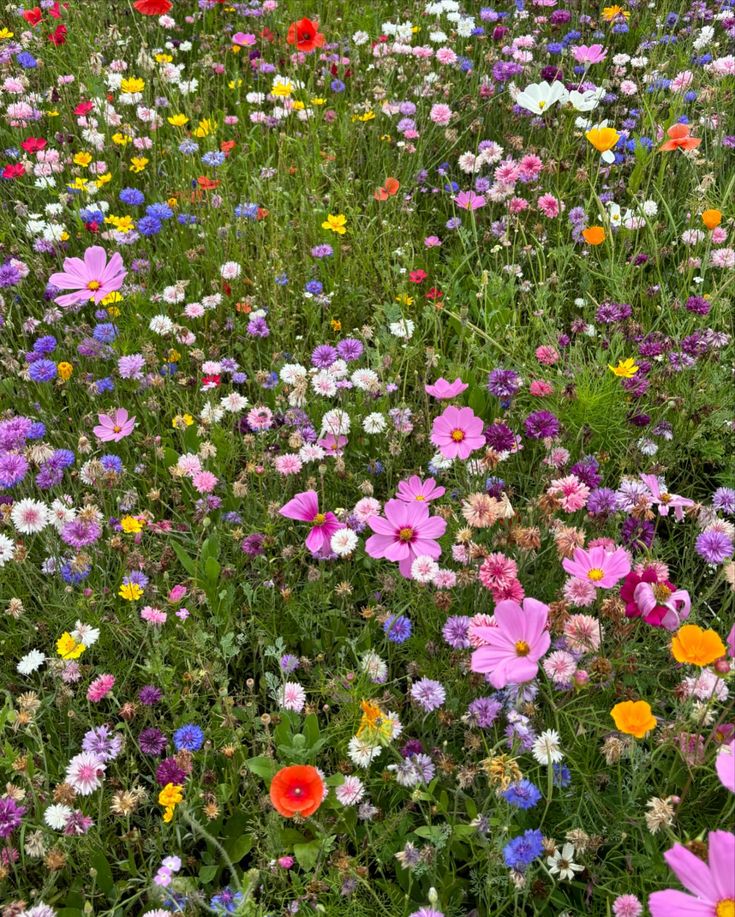 a field full of different colored flowers