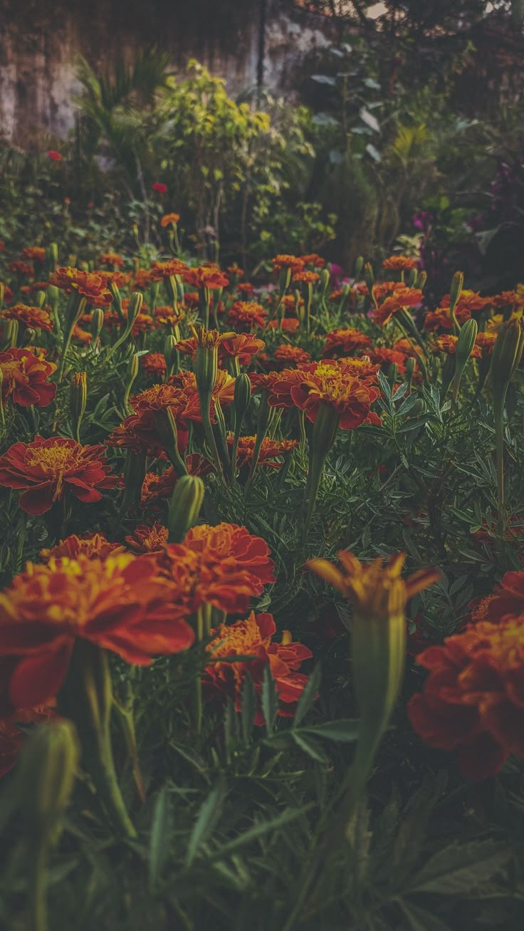 many orange and yellow flowers in the grass