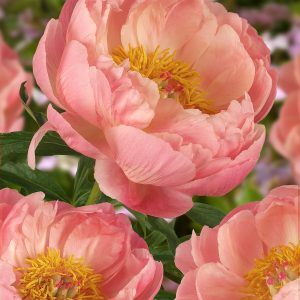 pink flowers are blooming in the garden