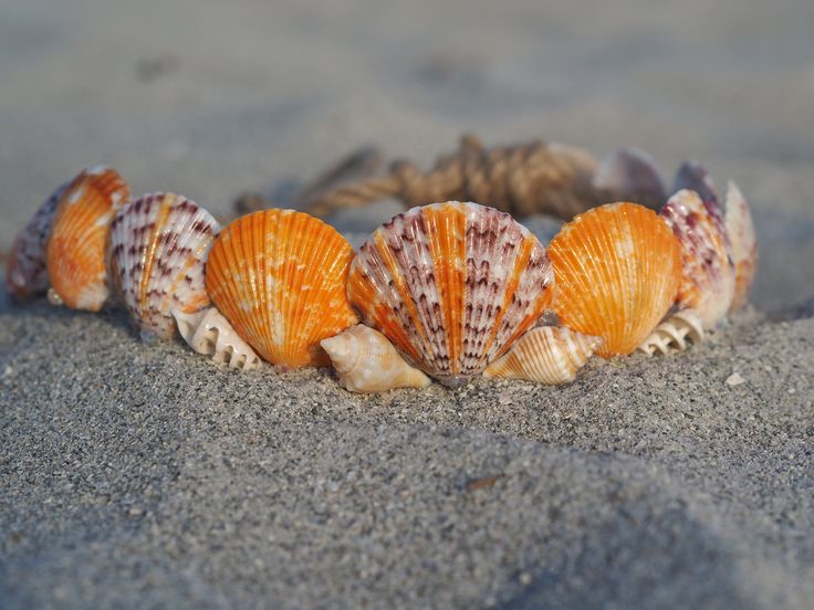 Women's adjustable orange and purple seashell crown, perfect for any mermaid! Shells are naturally colored making this crown completey unique and one of a kind. All shells are hand selected from world famous Siesta Key beach, coated in clear gloss, and embellished with rhinestones. *No marine life is ever harmed in the making of my items* thank you for supporting my small business! Seashell Tiara, Shell Headband, Purple Seashell, Shell Crown, Seashell Mermaid, Seashell Crown, Siesta Key Beach, Mermaid Crown, Chappell Roan