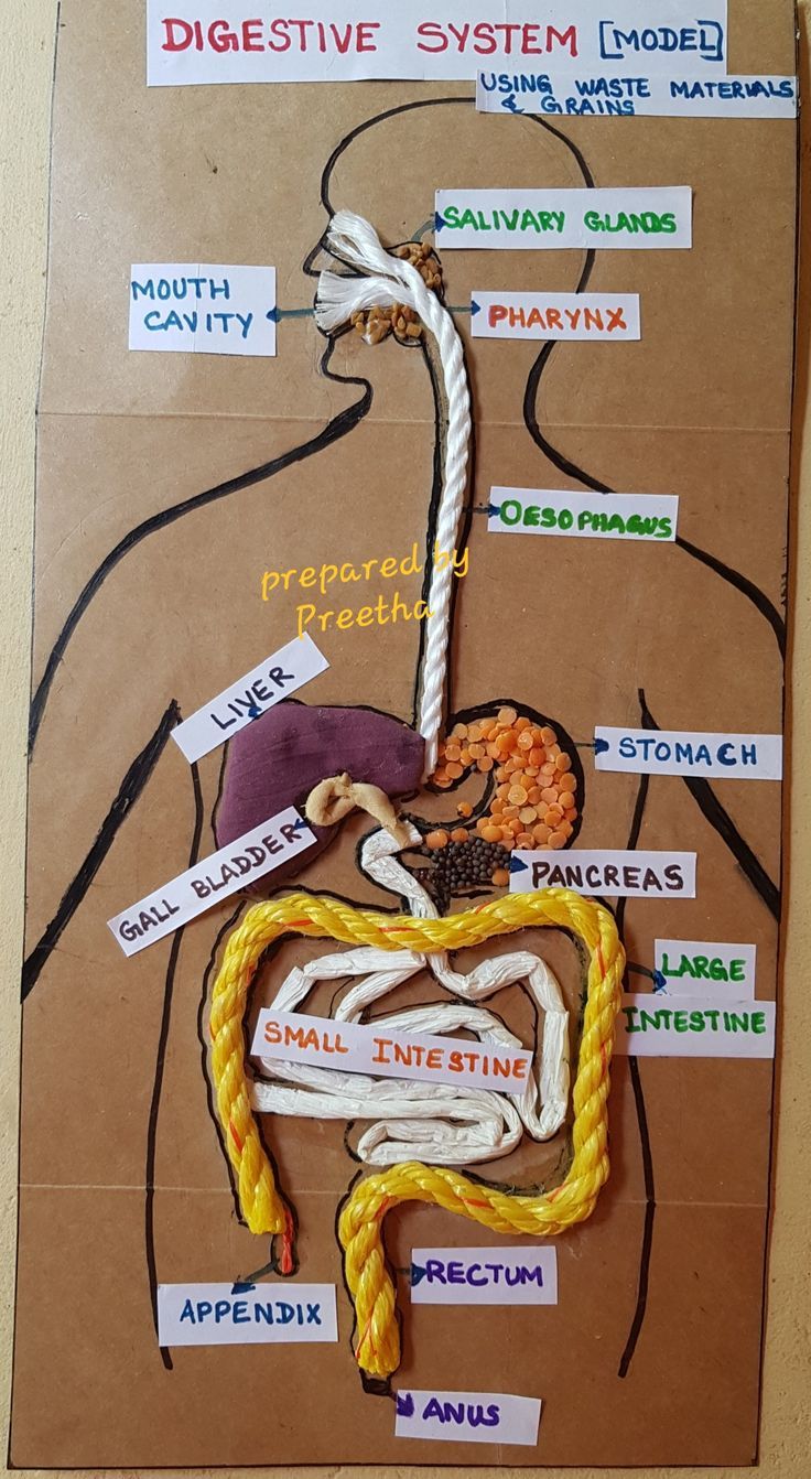 a diagram of the human body made out of different types of medical items and words