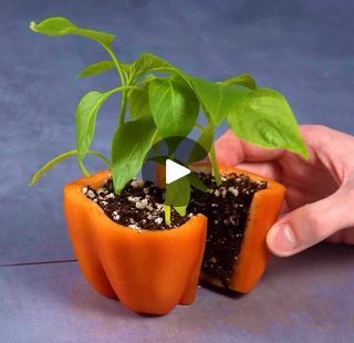 someone is holding an orange pepper plant in their hand while they both have green leaves growing out of it