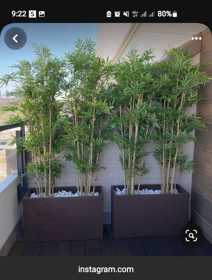 two planters with bamboo trees in them on a balcony