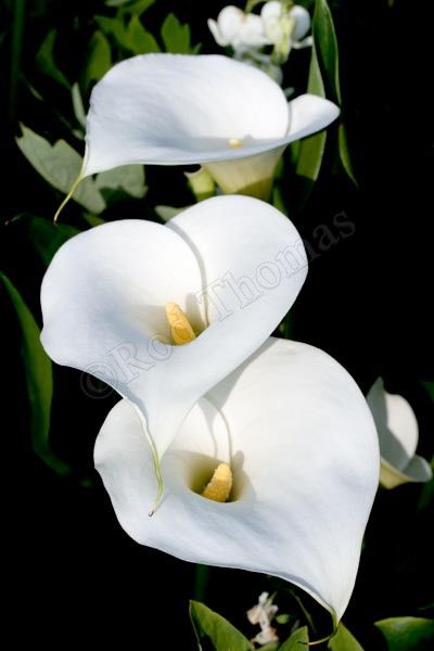 two white calla lilies with green leaves in the foreground and black background