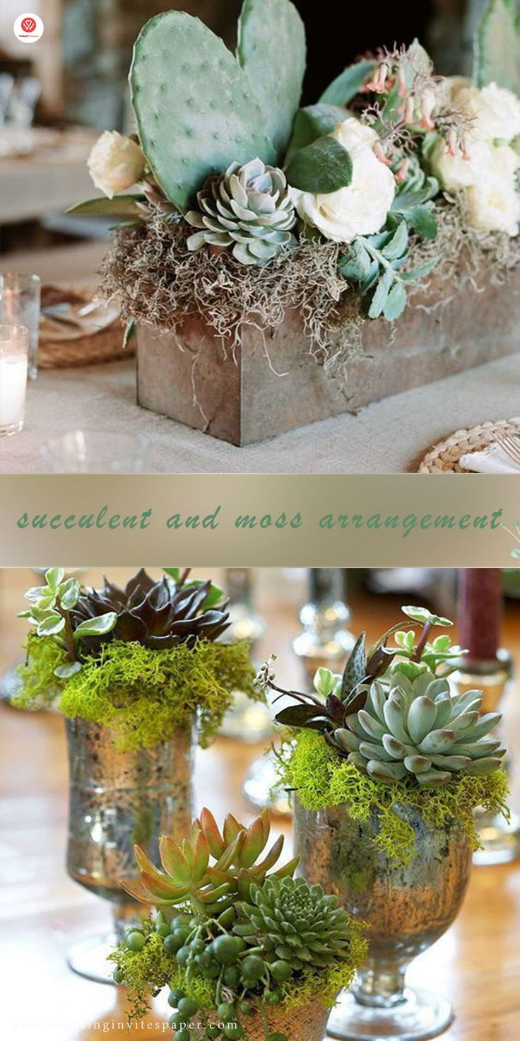 succulents and moss in vases on a table