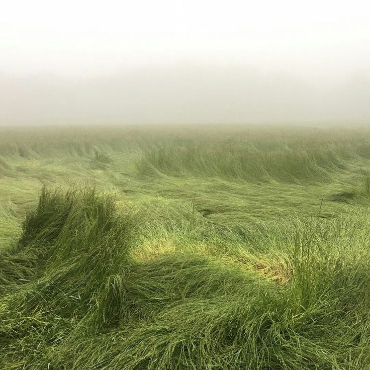 the grass is blowing in the wind on a foggy day