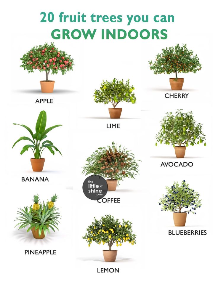 the top 20 fruit trees you can grow indoors in potted plants, including lemons and