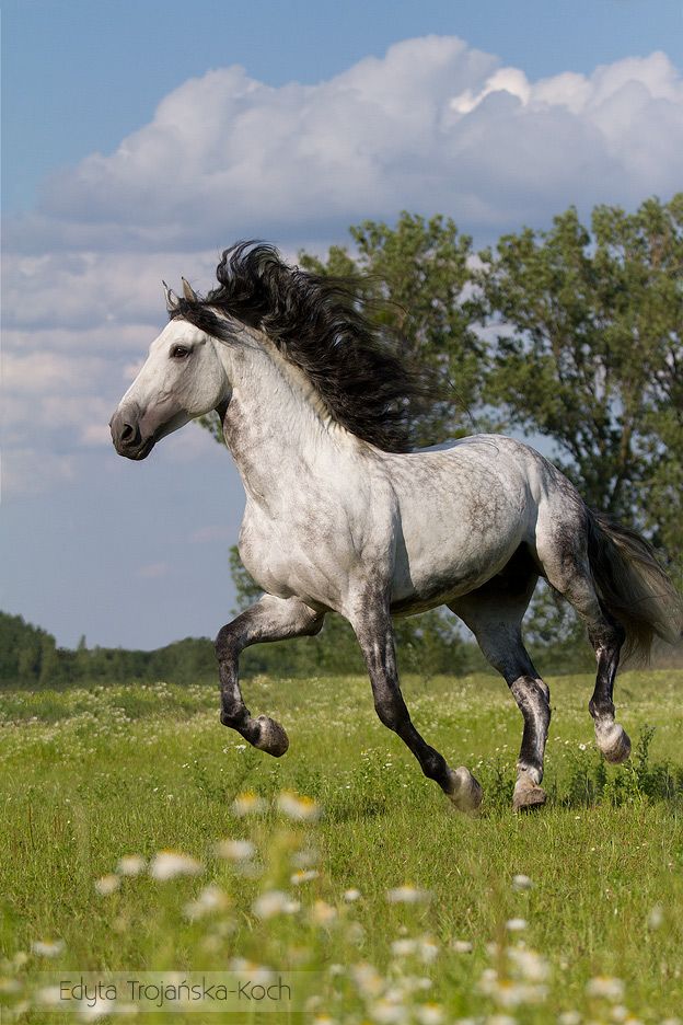 a white and black horse running in the grass