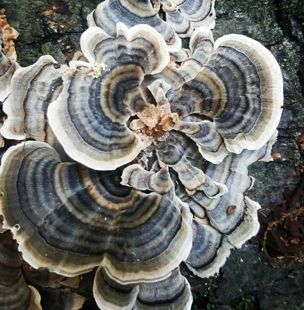 a group of mushrooms growing on the side of a tree