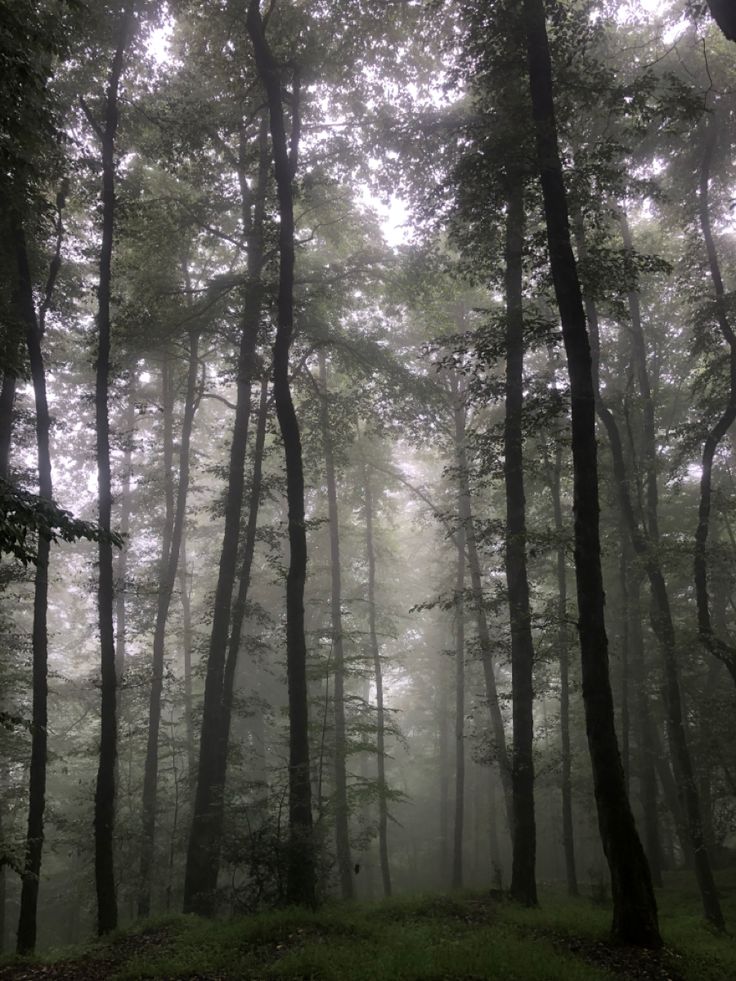 foggy forest with trees and grass on the ground