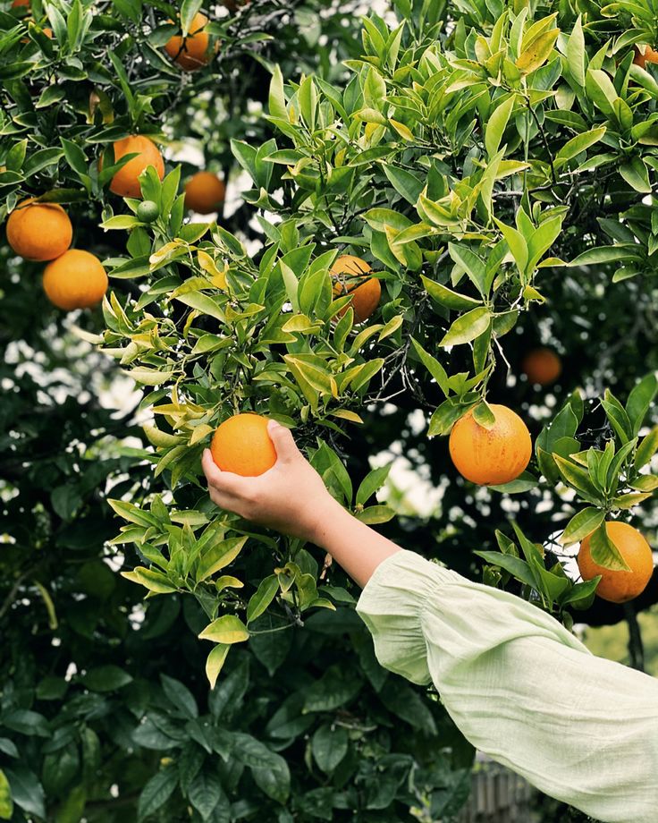 a person picking oranges from an orange tree