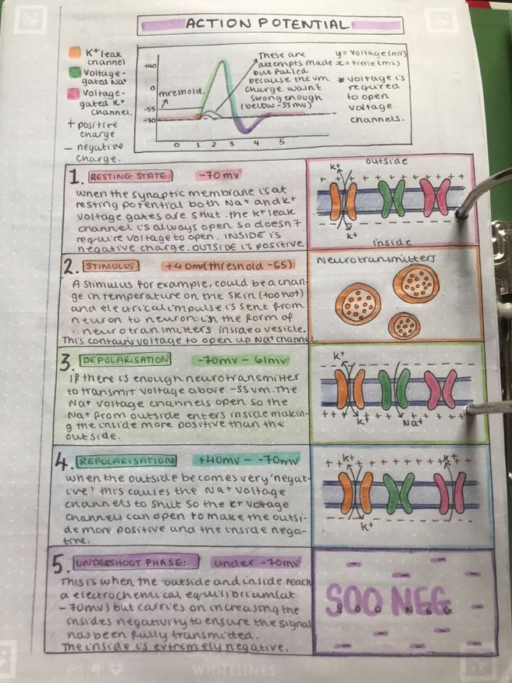 a paper with some diagrams on it next to a binder that says action potential