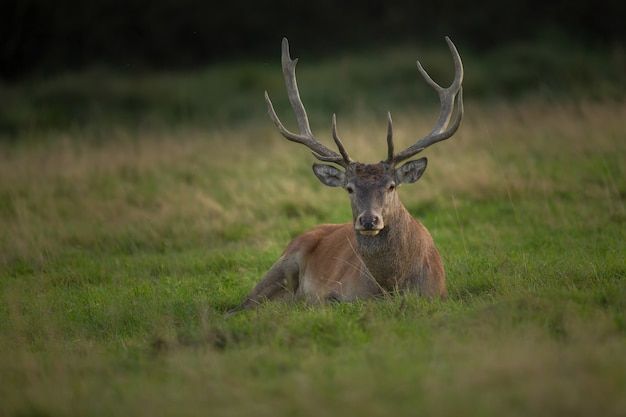 a deer is laying down in the grass