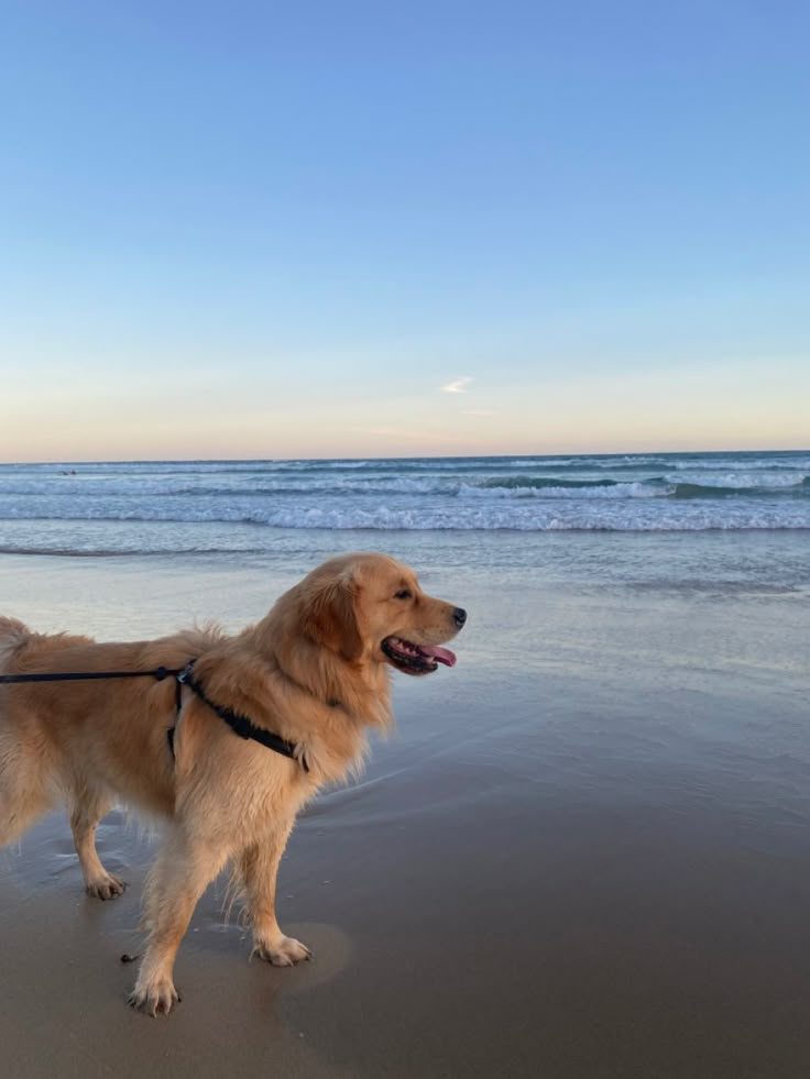 a dog is standing on the beach with its leash tied to it's neck