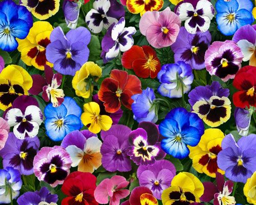 many different colored pansies growing together