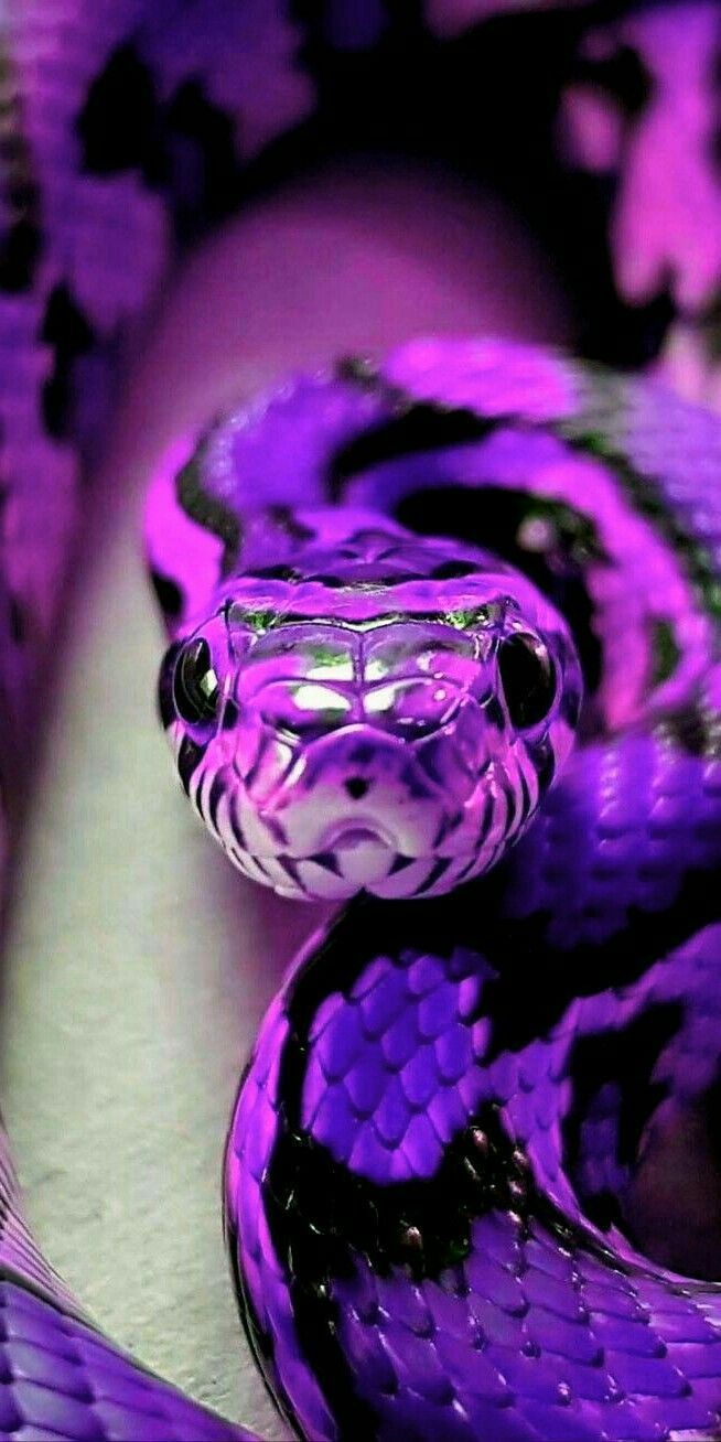 a purple and black snake with its mouth open