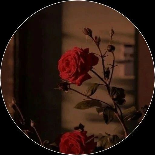 a red rose is sitting in the middle of a round frame with an image of a window behind it