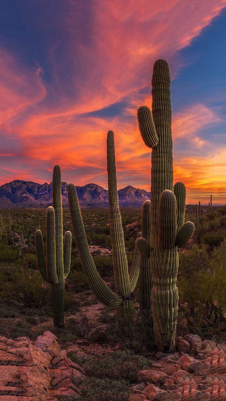 the sun is setting behind a large cactus in the desert with mountains in the background