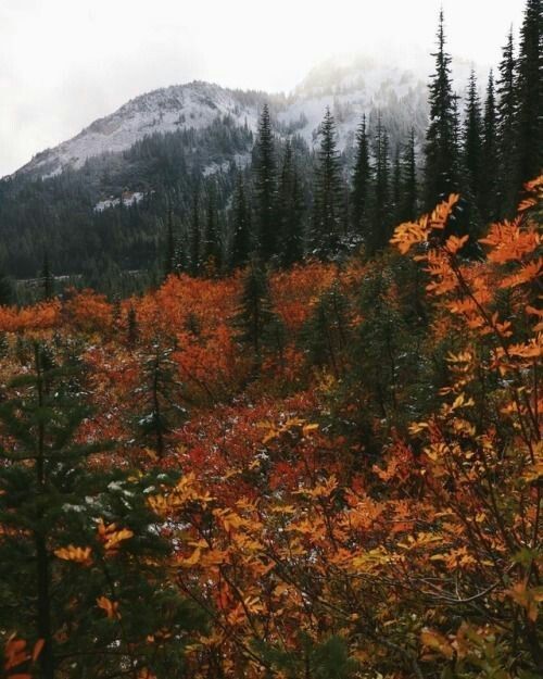 a forest filled with lots of trees next to a mountain covered in fall colored leaves