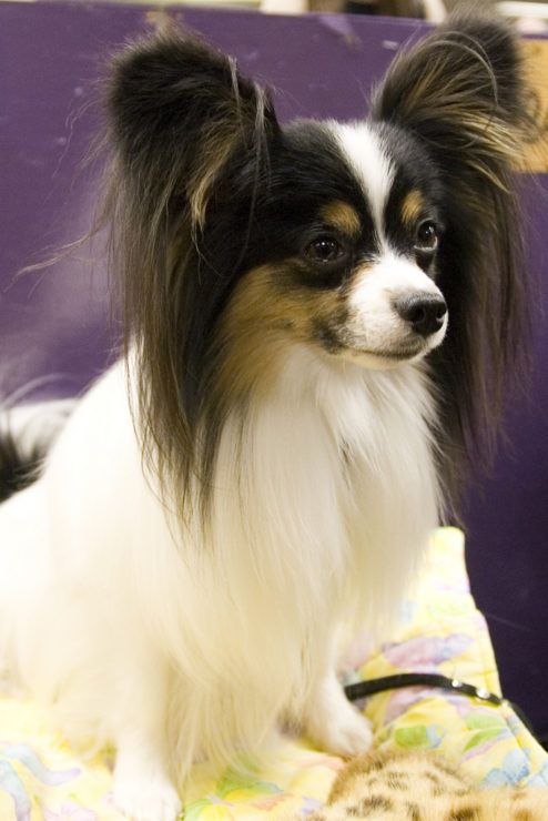 a small dog sitting on top of a blanket